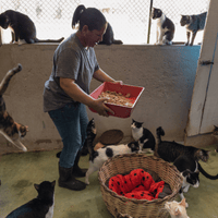 Animal shelters