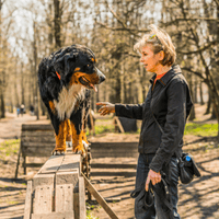 Dog Trainers