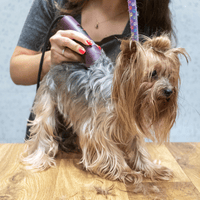 Pet Grooming Services